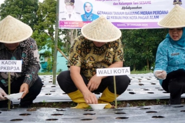 Wali Kota Pagar Alam, Ludi Oliansyah, bersama Ketua TP PKK, Hera Parianti, mengikuti kegiatan tanam bawang merah perdana yang dilakukan di kebun TP PKK Kota Pagar Alam, hari Kamis, tanggal 29 Januari 2026. (MUSINEWS.ID/HAIRUDIN)