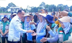 Wakil Gubernur Sumsel Wakil Gubernur Sumsel Cik Ujang menghadiri Panen Raya Jagung Sumsel 2026 di OKU Selatan